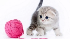 Cum să sunați la o fată kitten: cele mai bune idei pentru diferite rase și culori